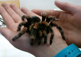 Vogelspinne