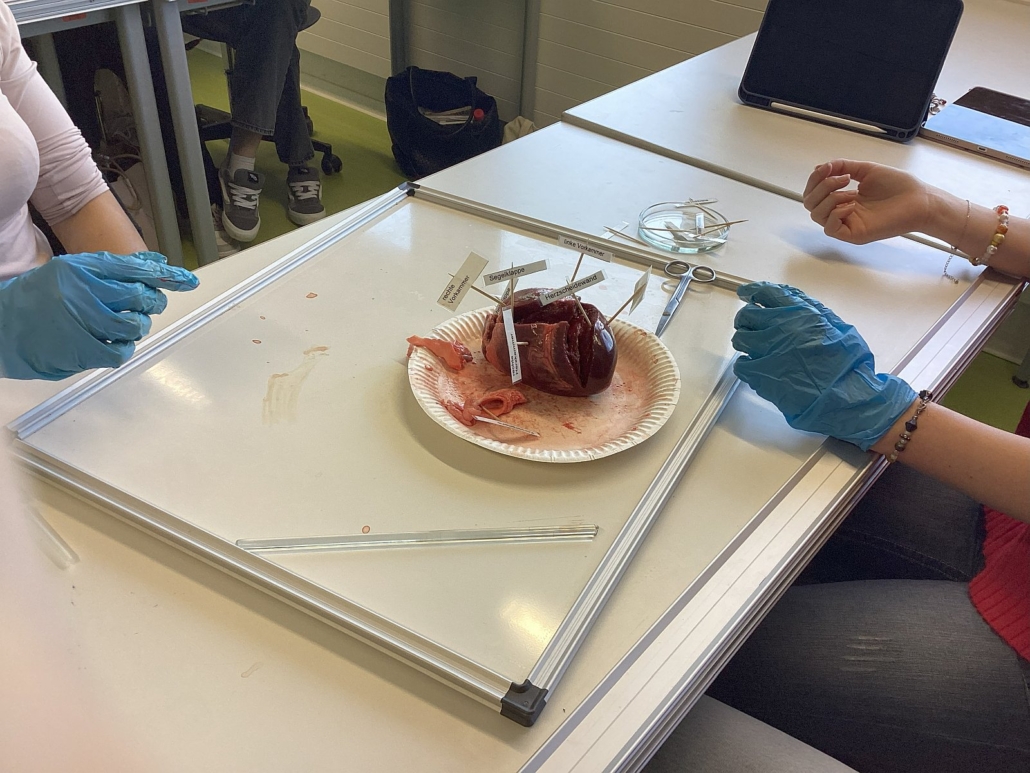 Zuordnung der Strukturen des Schweineherzens