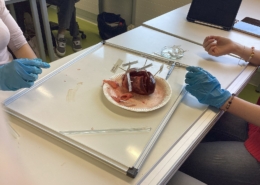 Zuordnung der Strukturen des Schweineherzens